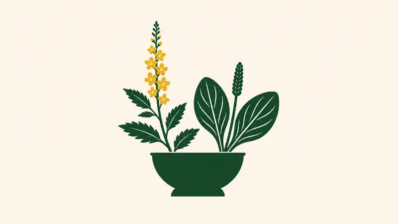 Are Agrimony and Plantain Leaf the Same Herb?